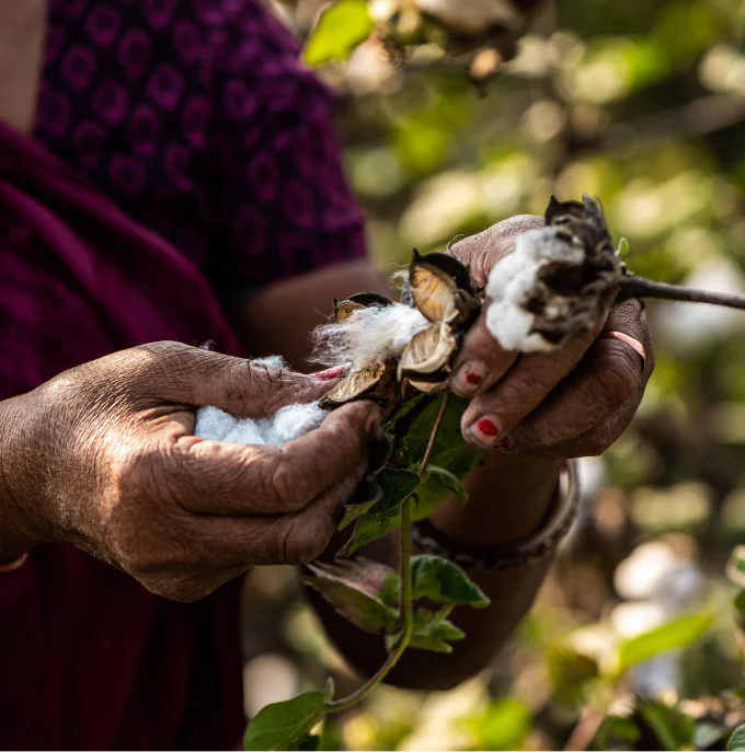 How Cotton is Made A Comprehensive Guide from Seed to Shelf Bhumi