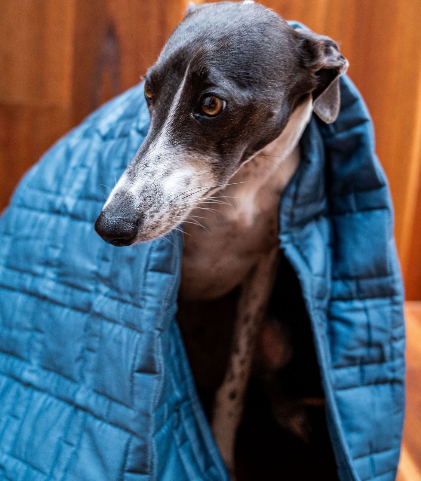 Bhumi Organic Cotton - Pet Quilted Blanket - Lattice Design - Indian Teal