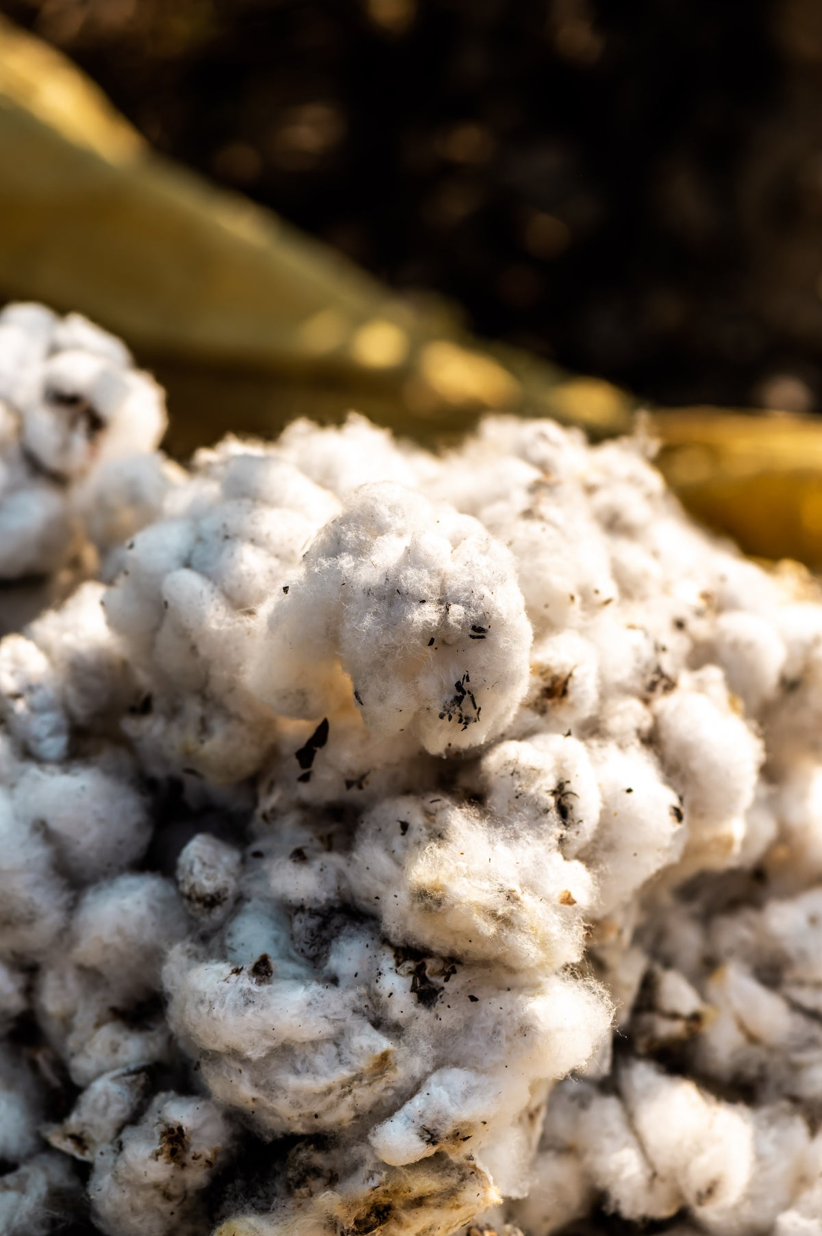 Bhumi Organic Cotton - Gift Cards $50 - $500