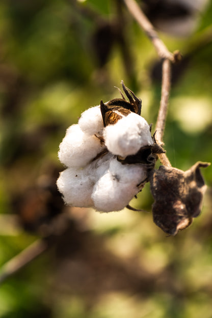 Bhumi Organic Cotton - Gift Cards $50 - $500