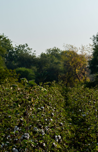 Sustainability – Bhumi Organic Cotton (AU)