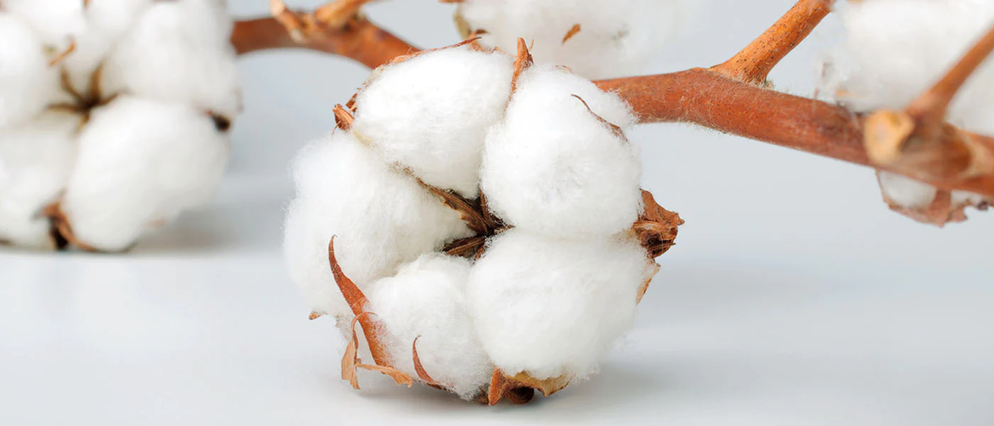 Organic Cotton vs. Regular Cotton: How Do They Differ?